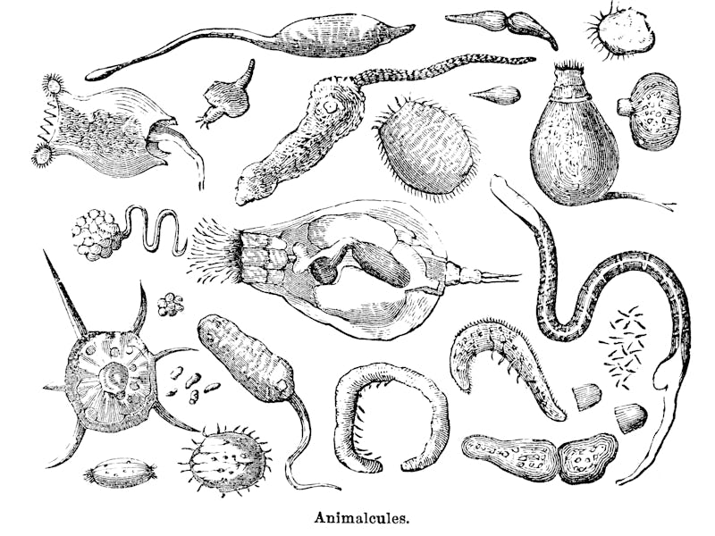 Wood engraving of microscopic animalcules or protozoa. Illustrated Natural History by Rev. J. G. Woo...