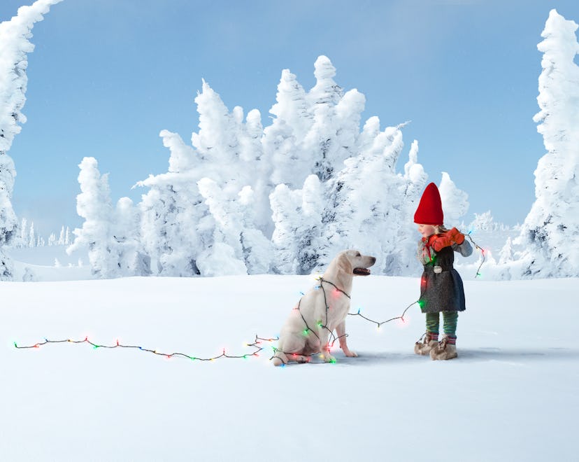 elf with dog wrapped in colorful christmas lights is a cute elf on the shelf pets idea
