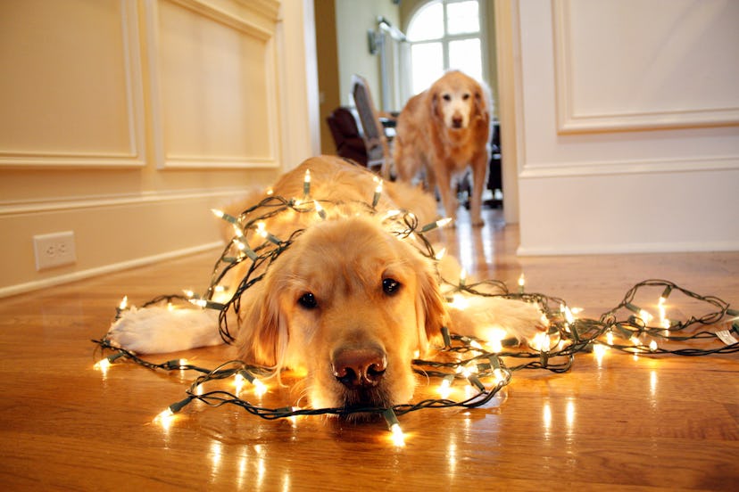 Sweet Golden Retriever  tangled up in a strand of festive holiday lights, as an elf on the shelf pet...