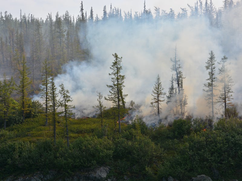 Forest fires. Northern forest fire and smoke.