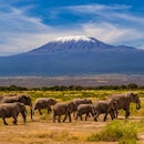African elephants walking in the Savannah, Mount Kilimanjaro on the background, southern Kenya, Afri...