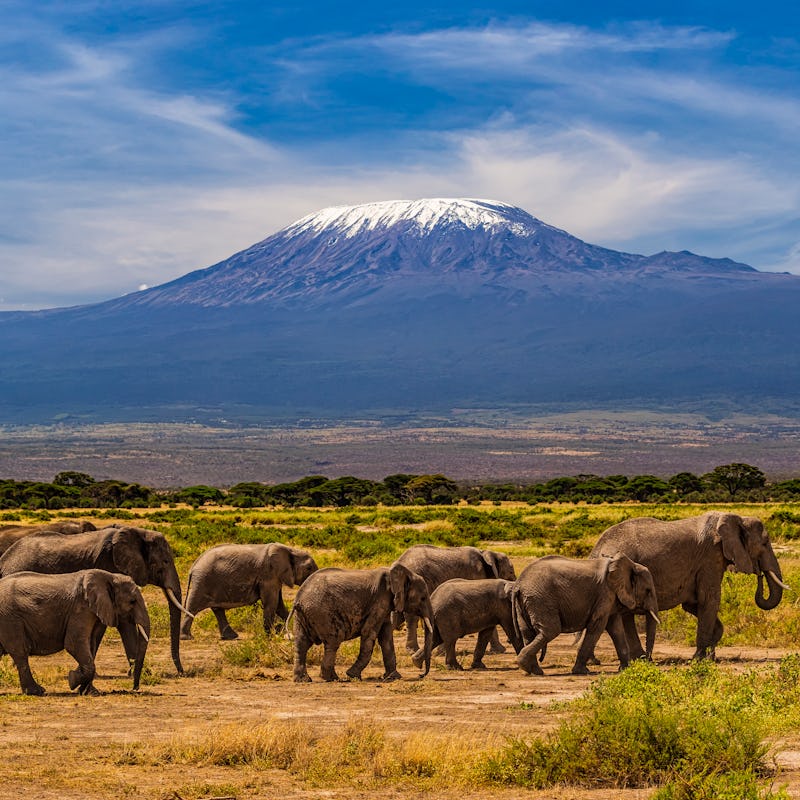 African elephants walking in the Savannah, Mount Kilimanjaro on the background, southern Kenya, Afri...