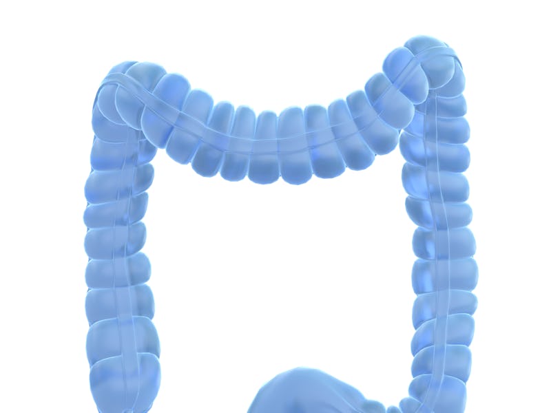 Colon, illustration.