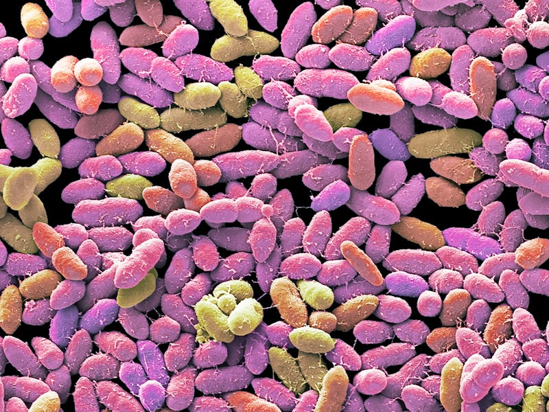 Faecal bacteria. Scanning electron micrograph (SEM) of bacteria cultured from a sample of human faec...