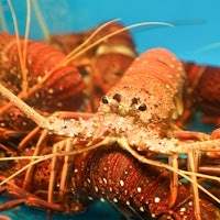 Lobsters could hold the key to birth control that doesn't totally suck