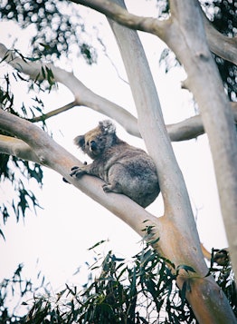 Photo taken in Australia Plains, Australia