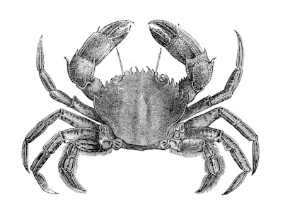 Antique animal illustration: Liocarcinus holsatus, flying crab