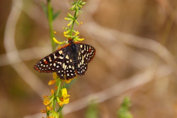 An Edith’s Checkerspot butterfly amid yellow flowers in Los Padres National Forest in Southern Calif...