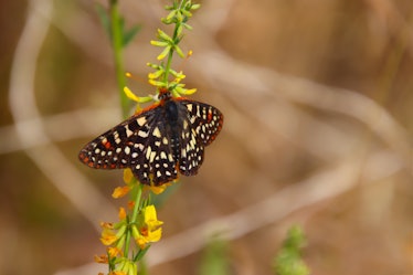 An Edith’s Checkerspot butterfly amid yellow flowers in Los Padres National Forest in Southern Calif...