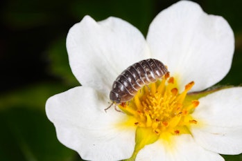 woodlouse on flower