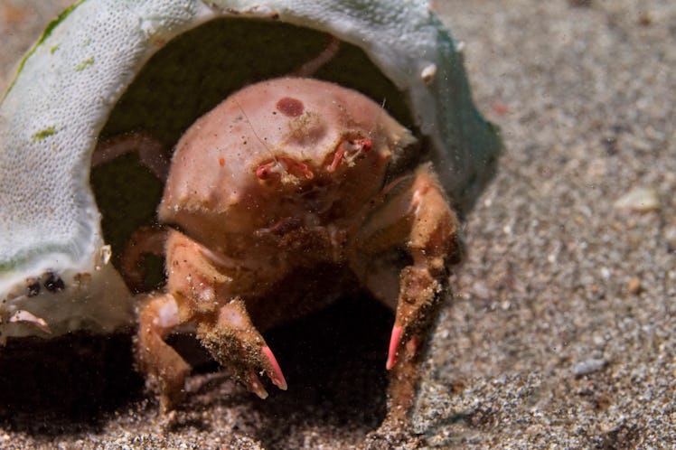 Redspot Sponge Crab carrying a Sponge as camouflage (Lewindromia unidentata) Lembeh Strait, Indonesi...