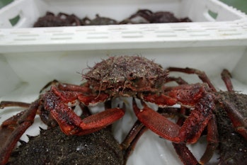 BURELA, LUGO, GALICIA, SPAIN - DECEMBER 15: A spider crab in the Burela fish market on December 15,...