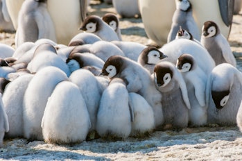 ANTARCTICA - 2010/10/20: Emperor penguin (Aptenodytes forsteri) chicks huddling to stay warm in the ...