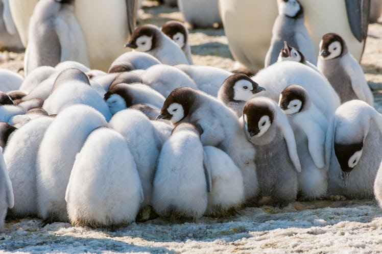 ANTARCTICA - 2010/10/20: Emperor penguin (Aptenodytes forsteri) chicks huddling to stay warm in the ...