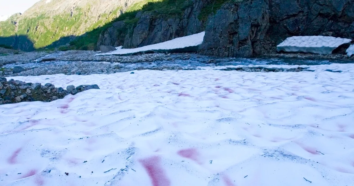 Why pink snow could spell peril for the American West