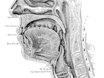 Illustration of a Median section through the nasal, oral, pharynx and larynx cavities