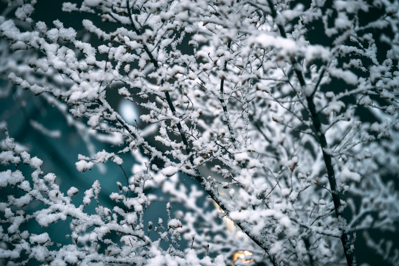 Snow covered spruce branches. Winter nature