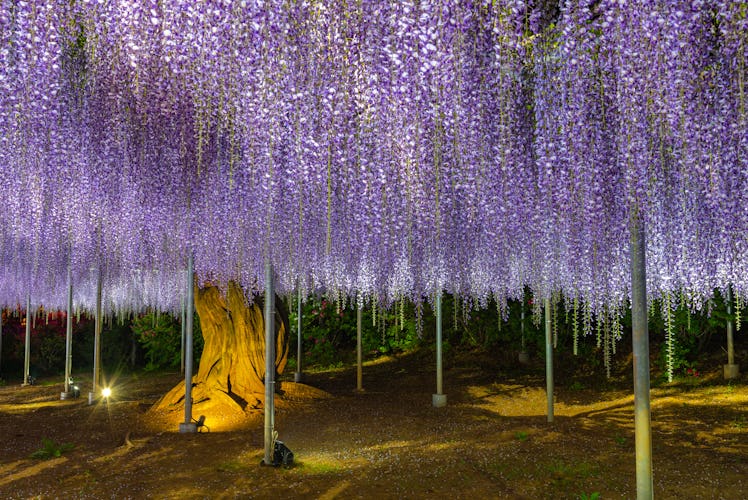 The wisteria tree in Tochigi, Japan is one of the real locations that inspired Pandora in 'Avatar.'