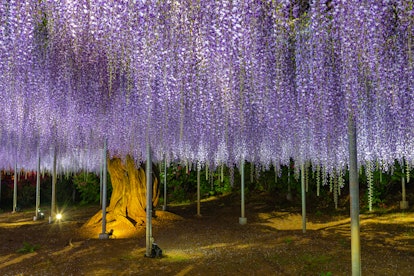 El árbol de glicina en Tochigi, Japón, es uno de los verdaderos lugares que inspiraron a Pandora en 