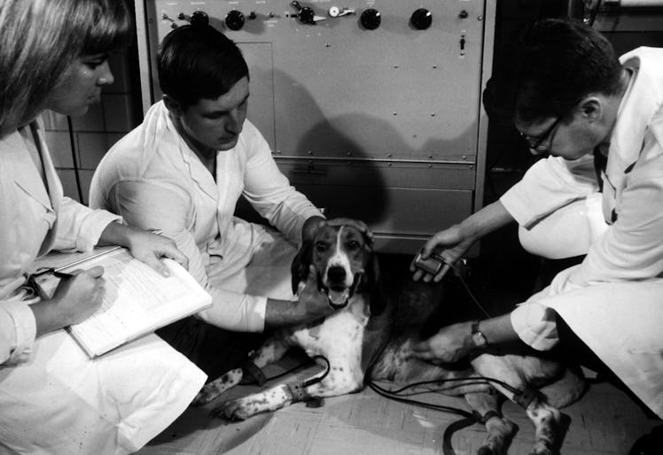 Three scientists in lab coats examine Beagle Brumhilda who was implanted with a nuclear-powered pace...