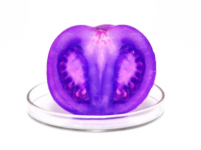 Purple tomato on a petri dish.