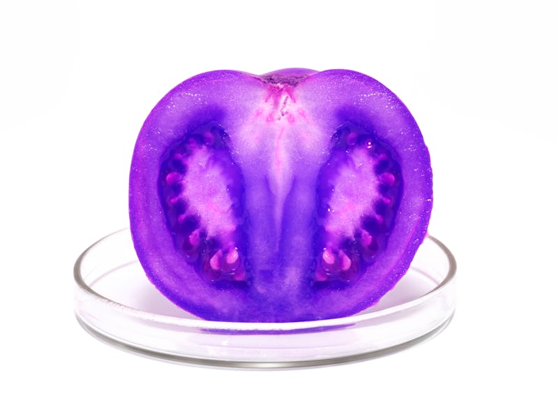 Purple tomato on a petri dish.