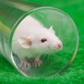 white mouse in transparent glass on a green grass background