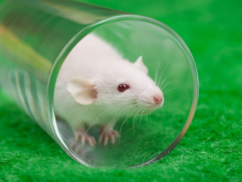 white mouse in transparent glass on a green grass background
