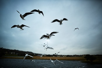 Seagulls flying overhead.