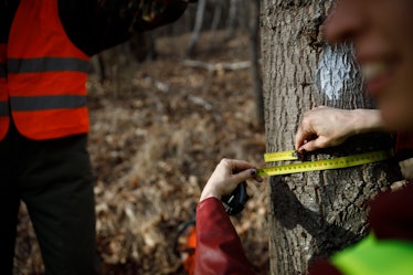 Forest Workers Measuring Tree trunks Close UP