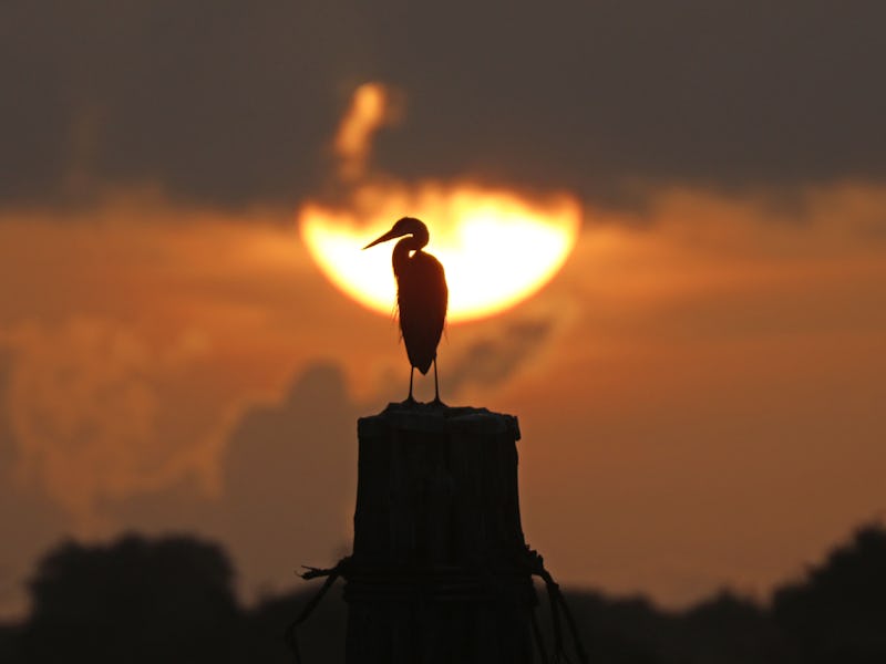 A Snowy Egret is silhouetted against the rising sun on launch day at the Cape Canaveral Air Force St...