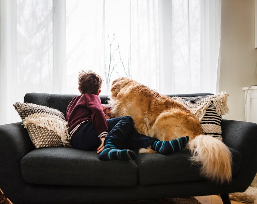 boy with dog on couch looking out the window in article what to say when someone's pet dies