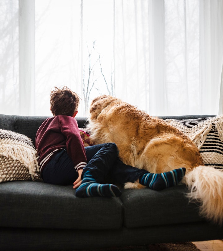 boy with dog on couch looking out the window in article what to say when someone's pet dies