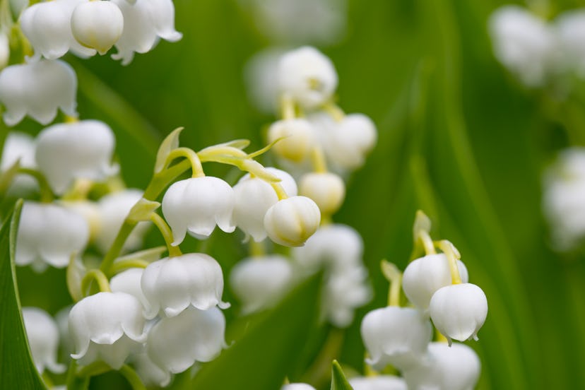 lily of the valley in an article about the most attractive scents