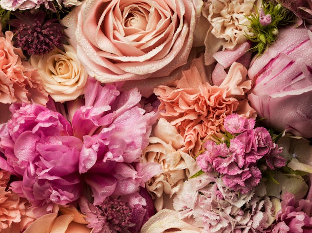 rose petals in an article about the most attractive scents and most attractive smells