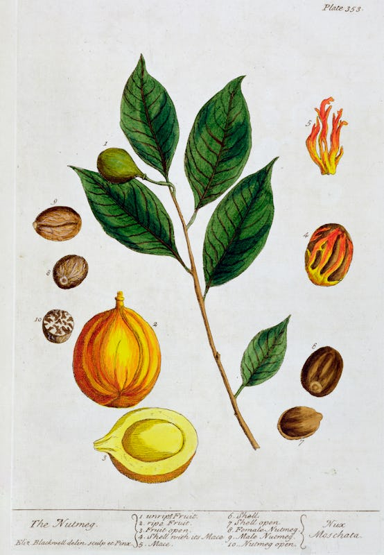 Nutmeg, 1782. Plate 353 from A Curious Herbal by Elizabeth Blackwell, published in 1782. Artist Eliz...
