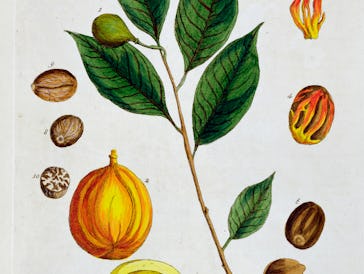 Nutmeg, 1782. Plate 353 from A Curious Herbal by Elizabeth Blackwell, published in 1782. Artist Eliz...