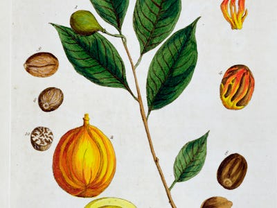 Nutmeg, 1782. Plate 353 from A Curious Herbal by Elizabeth Blackwell, published in 1782. Artist Eliz...