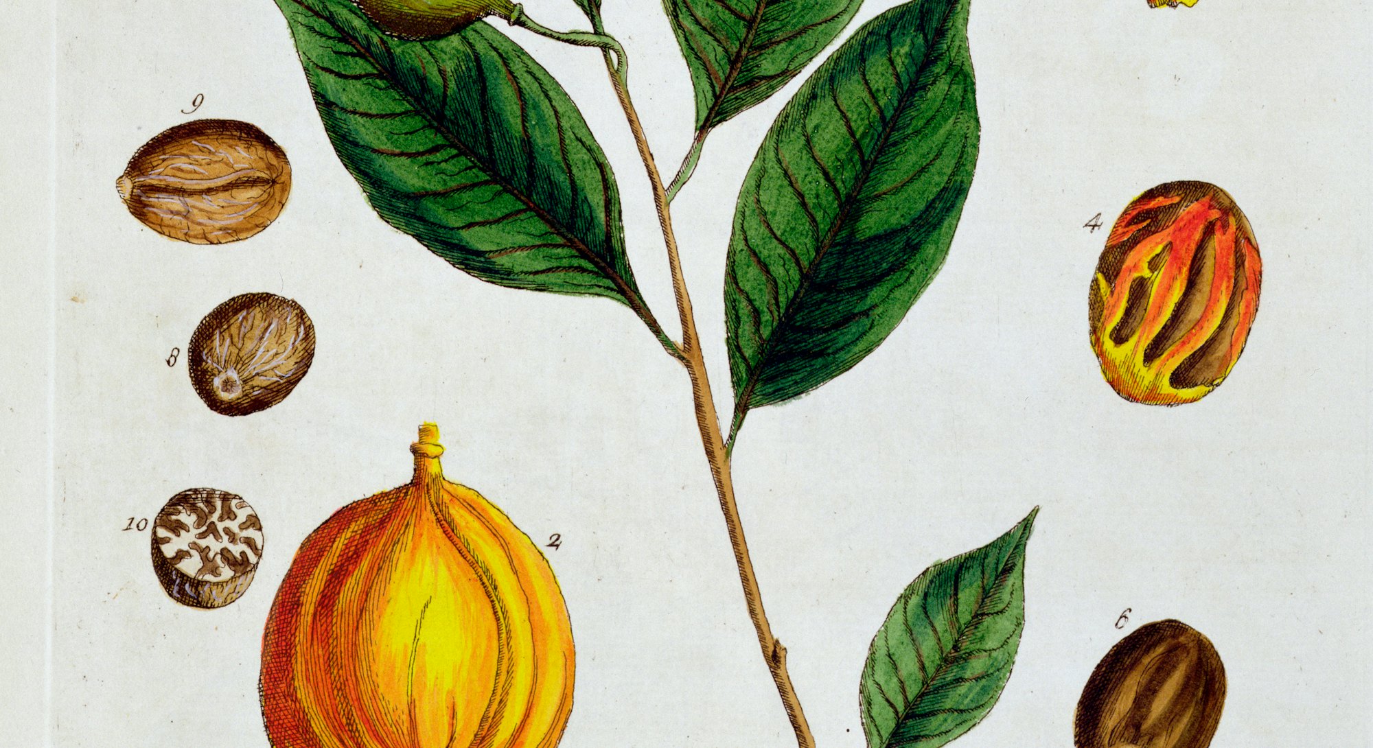 Nutmeg, 1782. Plate 353 from A Curious Herbal by Elizabeth Blackwell, published in 1782. Artist Eliz...