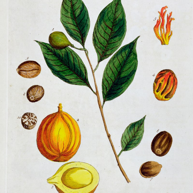 Nutmeg, 1782. Plate 353 from A Curious Herbal by Elizabeth Blackwell, published in 1782. Artist Eliz...