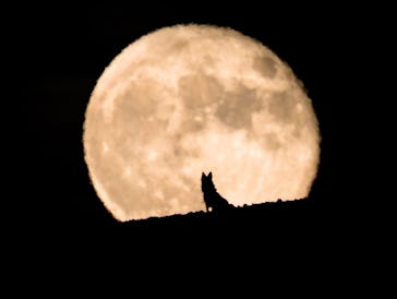 Silhouette of a wolf dog watching the full moon rise