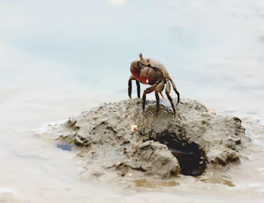crab on a sandy beach