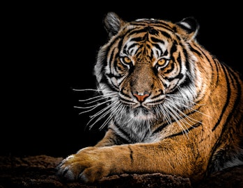 a tiger posing