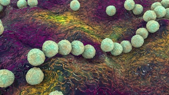 Streptococcus pyogenes bacteria. 3D computer illustration of Streptococcus pyogenes, or group-A Stre...