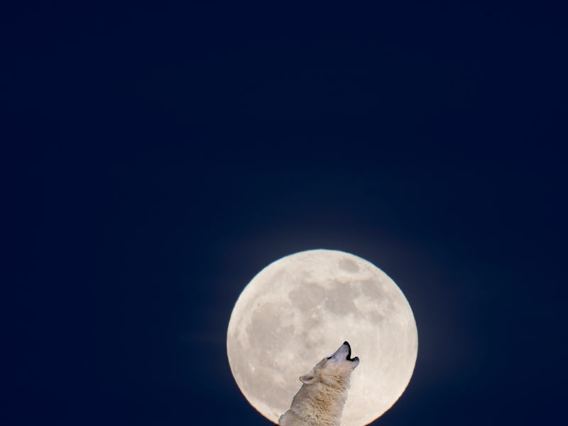 Composite image: A single lone wolf howling at full moon at game farm. in Kalispell.