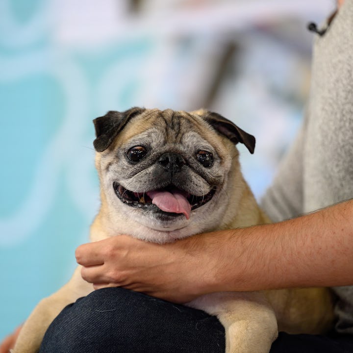 TODAY -- Pictured: Noodle the Pug on Wednesday June 8, 2022 -- (Photo by: Nathan Congleton/NBC/NBCU ...