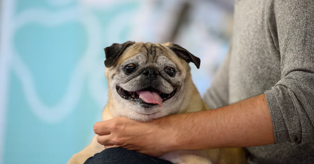 Pug Rip RIP, Noodle the Pug, The TikTok