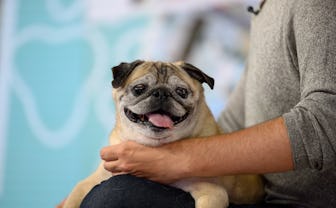TODAY -- Pictured: Noodle the Pug on Wednesday June 8, 2022 -- (Photo by: Nathan Congleton/NBC/NBCU ...