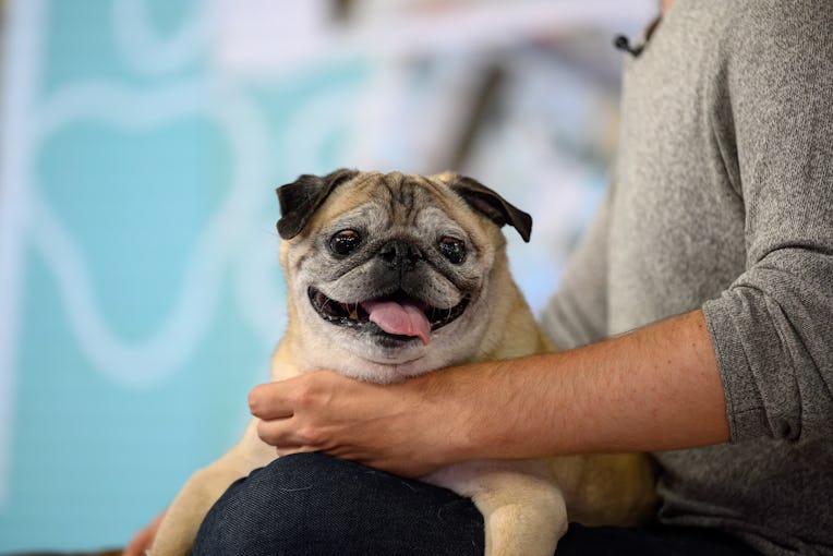 TODAY -- Pictured: Noodle the Pug on Wednesday June 8, 2022 -- (Photo by: Nathan Congleton/NBC/NBCU ...