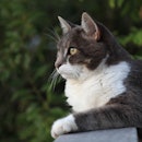 A grey cat with a white belly and paws looks out into the distance while outdoors